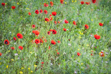 Wild red mountain poppies in the spring meadowの写真素材