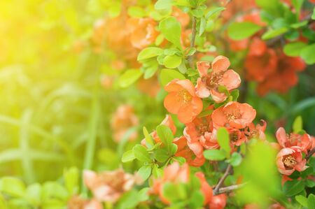 the Blooming orange Chaenomeles japonica close-up. blur effectの写真素材