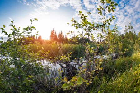 the overgrown little river in forest in summer at sunset. distortion perspective fisheye lens viewの写真素材