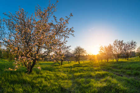Blooming spring apple trees in the garden at sunset. Distortion perspective fisheye lens view.の写真素材