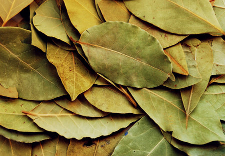Bay leaf