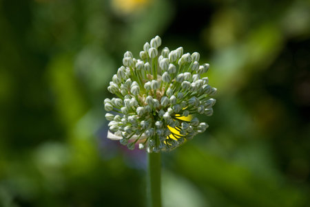 Allium flavum