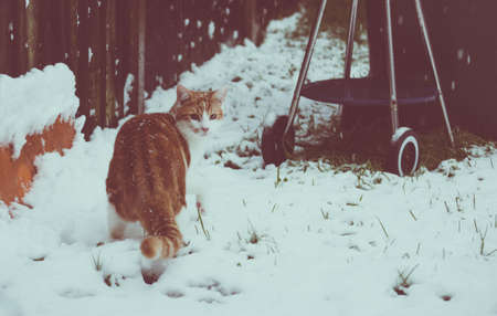 beautiful young ginger cat experiencing his first snow in the gardenの写真素材