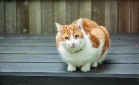 young ginger tabby cat sitting on top of a garden storage boxの写真素材
