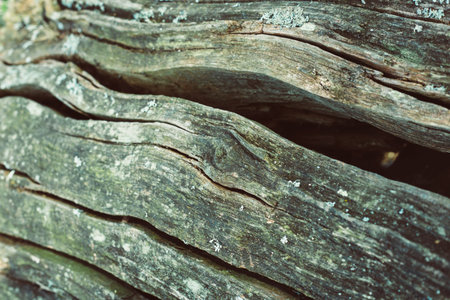 closeup photo of a wooden log with a unique texture