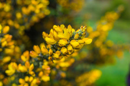 closeup photo of a gorse bush covered in yellow flowersの写真素材