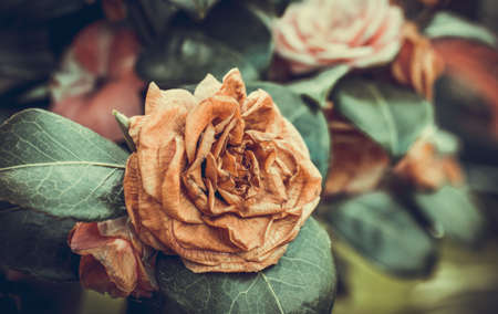 dry but still beautiful roses photographen in an English gardenの写真素材