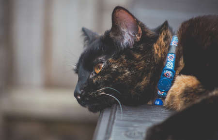 cute tortoiseshell cat enjoying herself outdoorsの写真素材