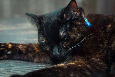 cute tortoiseshell cat enjoying herself outdoorsの写真素材