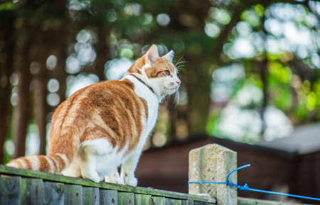 cute ginger tabby cat walking on the fenceの写真素材