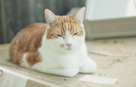 pretty ginger tabby cat sleeping on a cardboard box in the gardenの写真素材