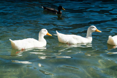 white ducks floating on Lake Como near Abbadia Lariana in Italyの写真素材