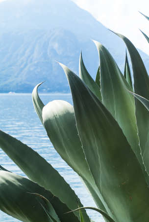 closeup photo of a big aloe plant near Lake Como in Italyの写真素材