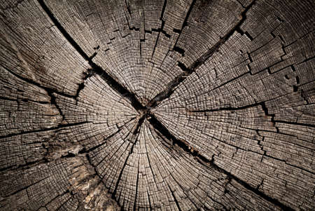 closeup photo of a wooden log in a parkの写真素材