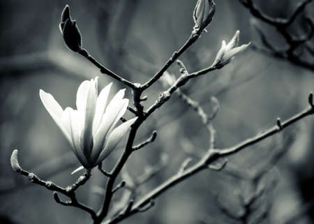a black and white closeup photo of a magnolia flowerの写真素材
