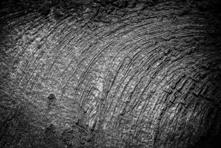 close-up black and white photo of a tree trunkの写真素材