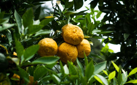 closeup photo of rather unhealthy looking yuzu fruit on a treeの写真素材