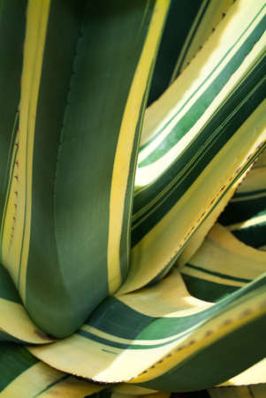 closeup photo of agave americana mediopicta albaの写真素材