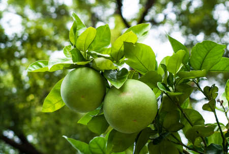 closeup of green pomelo fruits on a treeの写真素材
