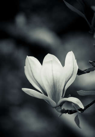 a black and white closeup photo of a magnolia flowerの写真素材