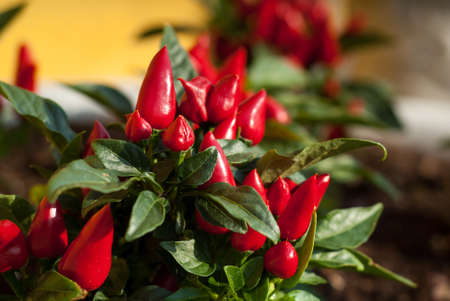 closeup photo of bright red peppers in a restaurantの写真素材