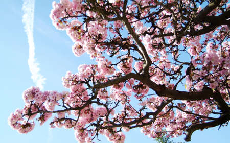 photo of a blossoming cherry tree against the skyの写真素材