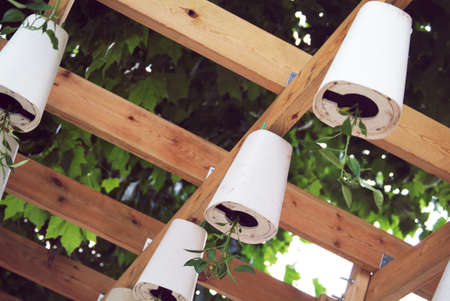 plants growing in pots upside-downの写真素材