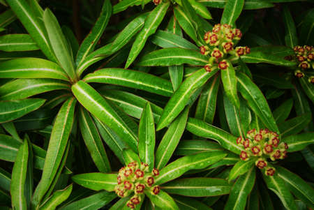 photo of a green plant in a parkの写真素材