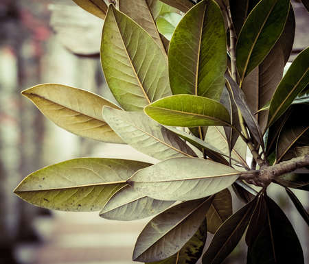 closeup photo of a bay leaf tree, Laurus nobilisの写真素材