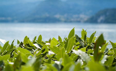 closeup photo of green leaves, with Lake Como in the backgroundの写真素材