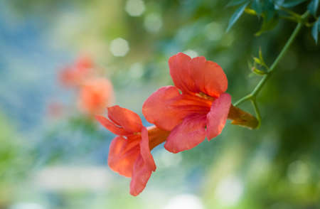 closeup of two beautiful red flowers (presumably campsis) photographed near lake Como in Italyの写真素材