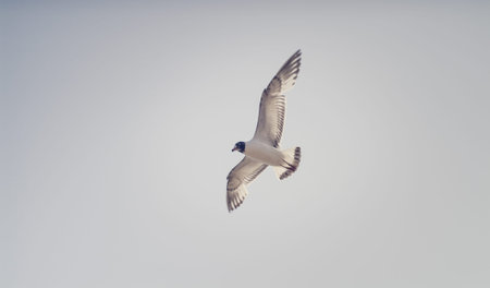 photo of seagulls in the sky above a beach in Britain