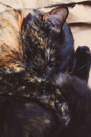 pretty tortoiseshell cat having a nap on a pile of cardboard in the gardenの写真素材