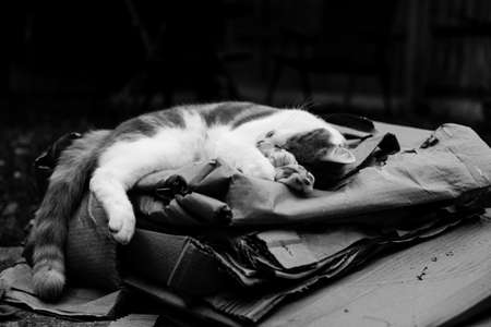 cute ginger cat sleeping peacefully in the gardenの写真素材