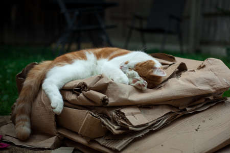 cute ginger cat sleeping peacefully in the gardenの写真素材