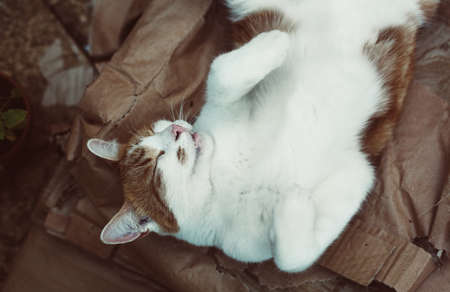 cute ginger cat sleeping peacefully in the gardenの写真素材
