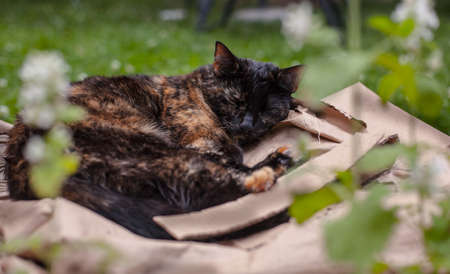 young tortoiseshell 
cat sleeping on a pile of cardboard next to catnipの写真素材