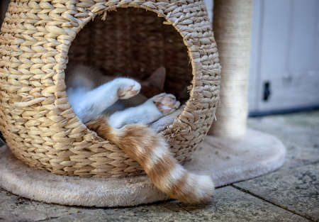 ginger tabby cat sleeping outside in a wicker podの写真素材