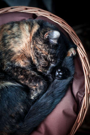 closeup photo of a cute tortoiseshell cat in a wicker basketの写真素材