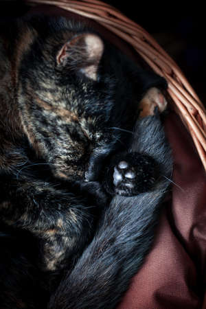 closeup photo of a cute tortoiseshell cat in a wicker basketの写真素材