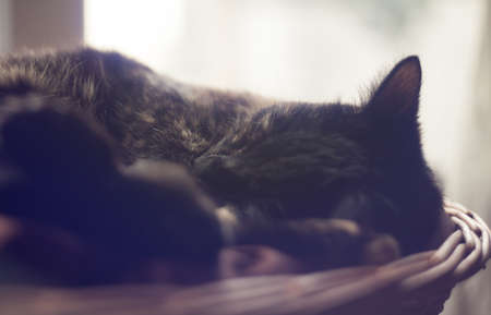 closeup photo of a cute tortoiseshell cat in a wicker basketの写真素材