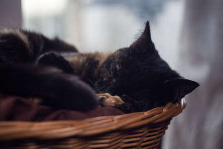 closeup photo of a cute tortoiseshell cat in a wicker basketの写真素材