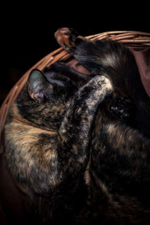 closeup photo of a cute tortoiseshell cat in a wicker basketの写真素材
