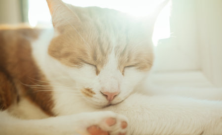closeup photo of a cute ginger tabby cat sleeping on the windowsillの写真素材
