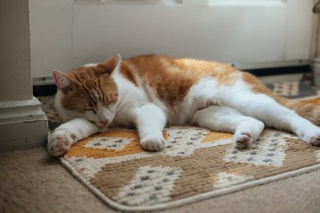 cute ginger cat guarding his cat flap by rustic garden doorの写真素材