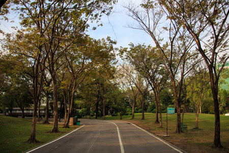 Road with trees on both sides in Bangkok, Thailand