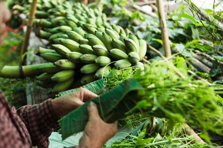 Fresh vegetables Farmers are wrapping vegetables To sellの写真素材