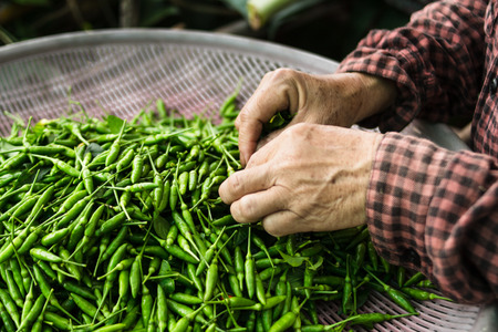 Fresh Chilli green and farmer hands for sale At the marketの写真素材