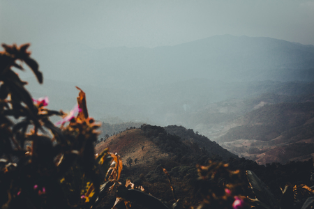 Mountains and nature In the evening Golden forest color Forests in South Asiaの写真素材