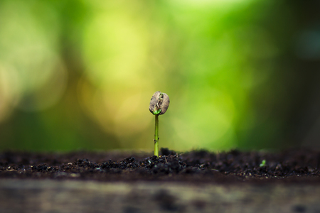 Coffee seed tree sapling in natureの写真素材